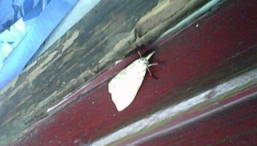 pretty moth 2