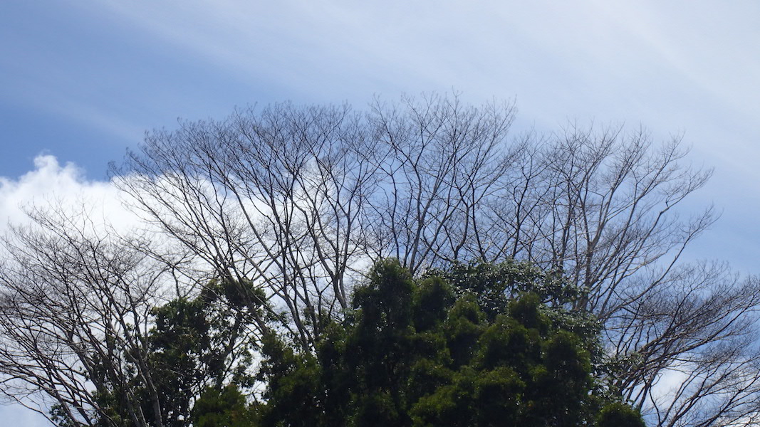naked-treetops-blue-sky
