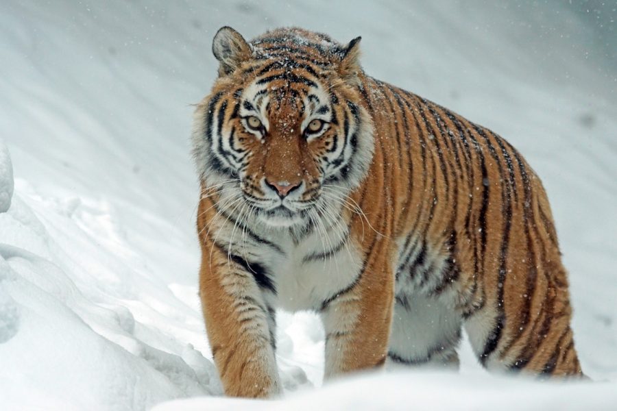 tiger_in_snow tiger_in_snow