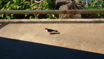 red-headed-bird