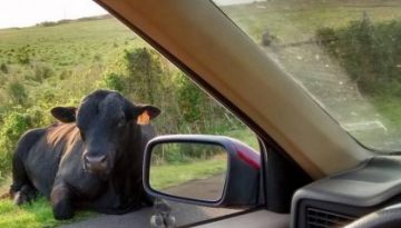 bull-in-road