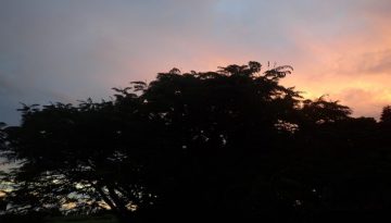 sunset_tree
