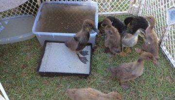 duckies
