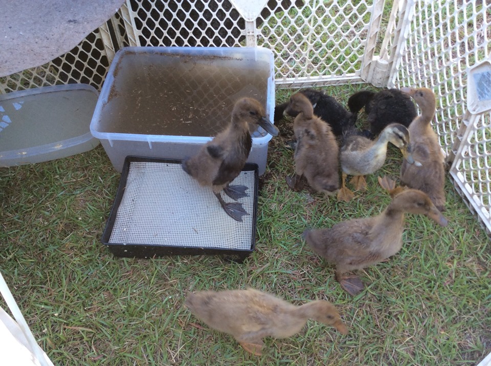 duckies duckies