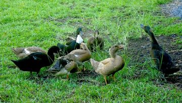 duck-holding-court